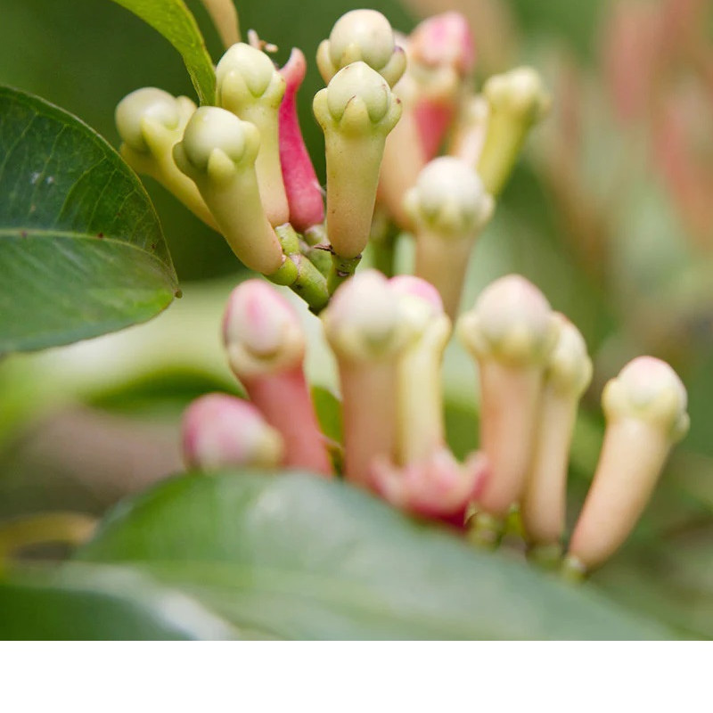 Clove Plant / Lavang