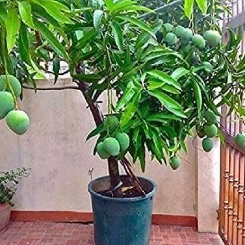 Pusa Ambika Dwarf Mango