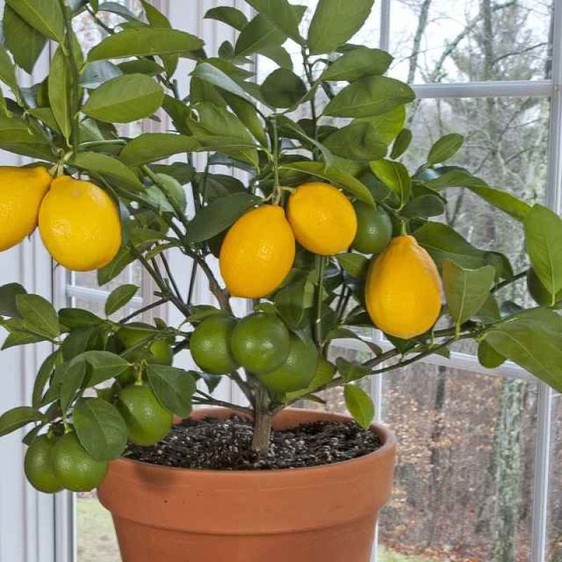 All time Kagazi Lemon