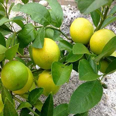 All time Kagazi Lemon