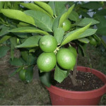 All time Kagazi Lemon