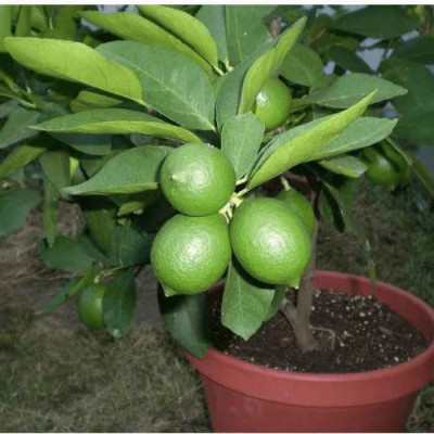 All time Kagazi Lemon