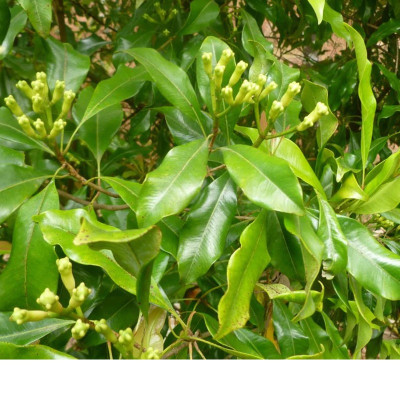 Clove Plant / Lavang