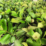 Red Diamond Guava