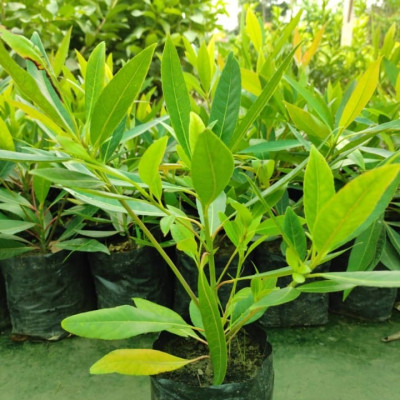 Shri Maharudraksh Plant - Imorted from Nepal