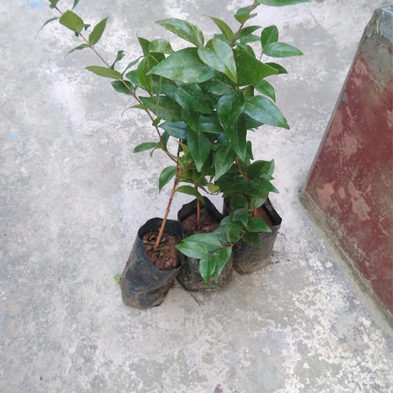 Red Suriname Cherry (Eugenia Uniflora)
