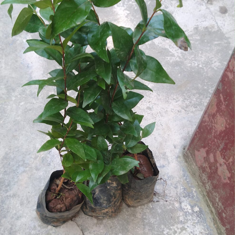 Red Suriname Cherry (Eugenia Uniflora)
