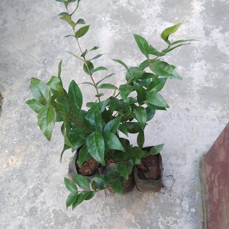 Red Suriname Cherry (Eugenia Uniflora)