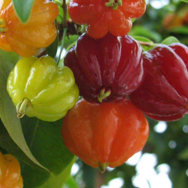 Red Suriname Cherry (Eugenia Uniflora)