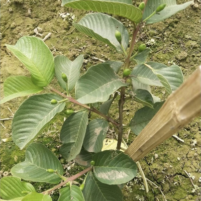 Red Diamond Guava