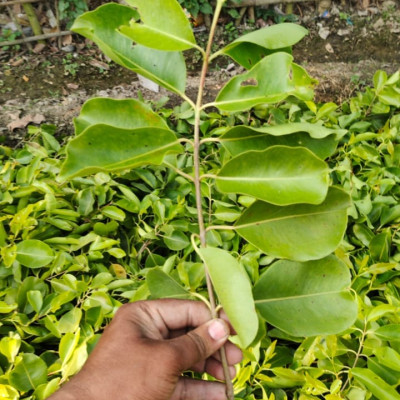 Thai White Jamun Plant