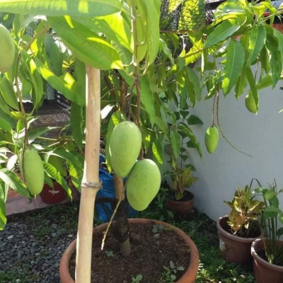 All Time Katimon Mango Plant