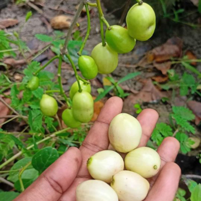 Thai White Jamun Plant