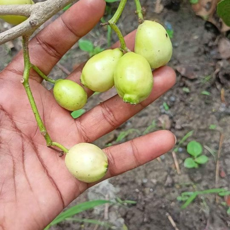 Thai White Jamun Plant