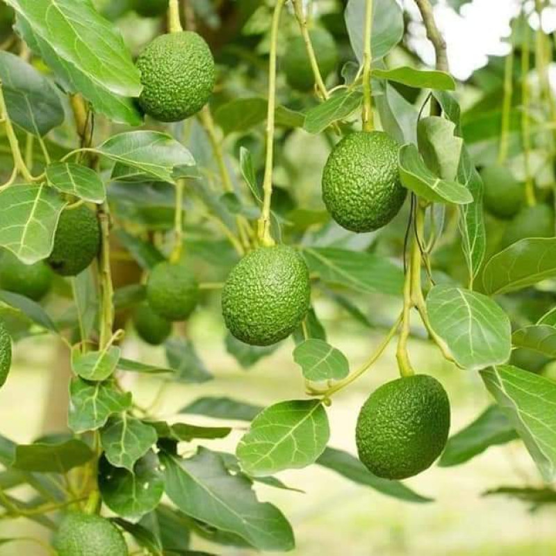 Indian Avacado