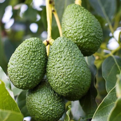 Indian Avacado