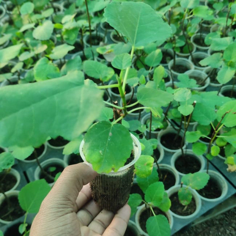 Indian Avacado