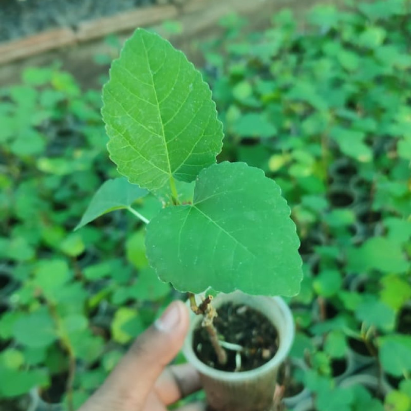 Indian Avacado