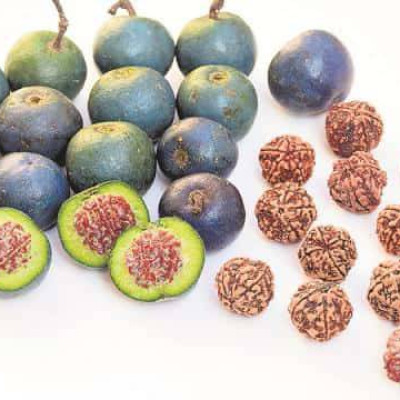 Shri Maharudraksh Plant - Imorted from Nepal