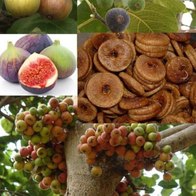 Israeli Fig इजराइली अंजीर