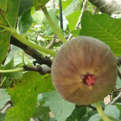 Israeli Fig इजराइली अंजीर