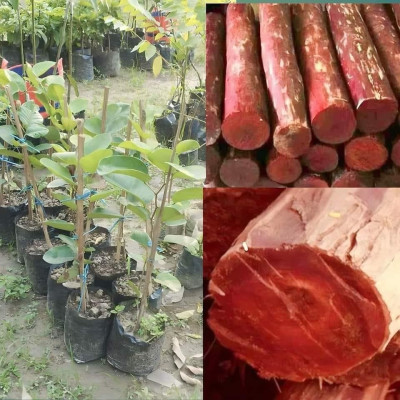 Red Sandalwood Plant / लाल चंदन का पौधा