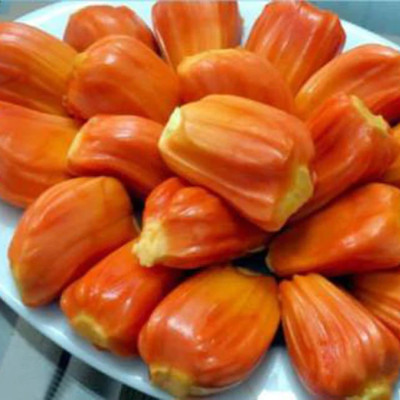 Daeng Suriya Jack Fruit Plant