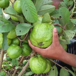 Thai 7 Guava