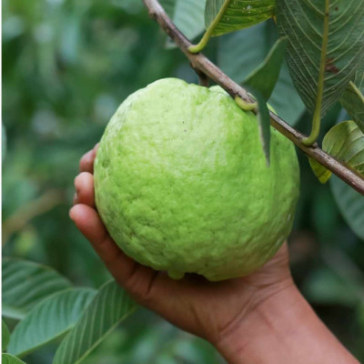 Thai 7 Guava