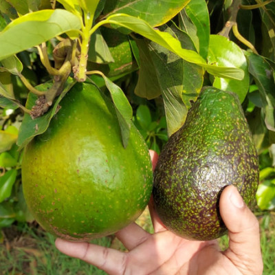Tropical Avacado Plant