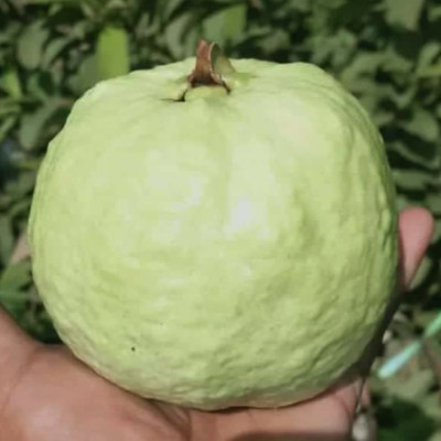 Thai 7 Guava