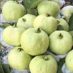 Thai 7 Guava