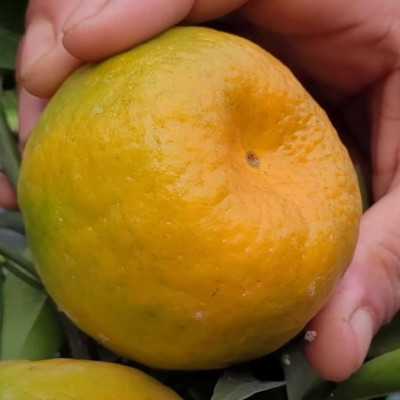 Chatoki Orange Plant