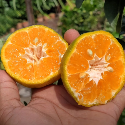Chatoki Orange Plant
