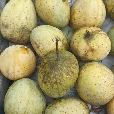 Gaurmoti Mango (Bangladeshi Vareity)