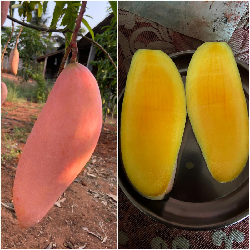 Red Ivory Mango Plant