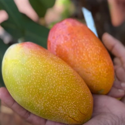 Red DraGon Mango (Hong Siang Mango)
