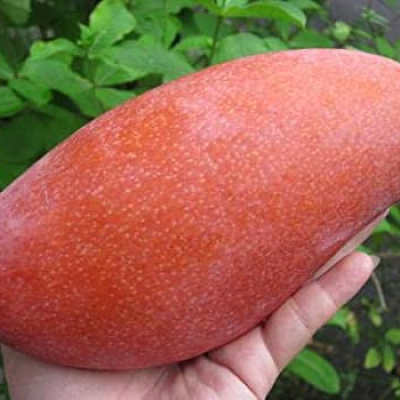 Red Ivory Mango Plant
