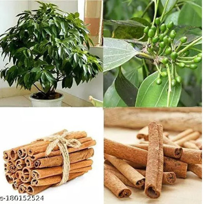 Cinnamon Plant/Dalchini Plant