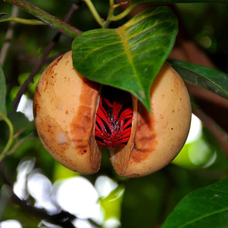 Nutmeg Plant (जायफल मसाले का पौधा)