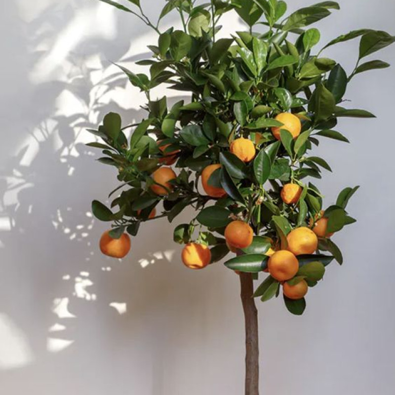 Nagpur Orange