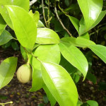Nutmeg Plant (जायफल मसाले का पौधा)
