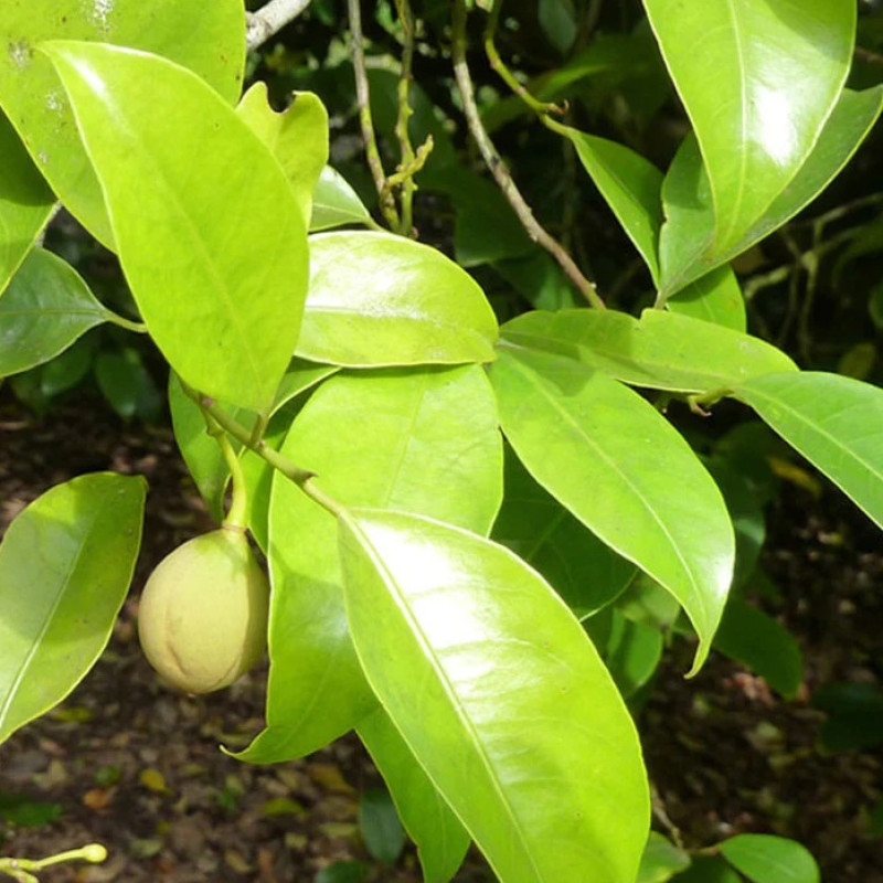 Nutmeg Plant (जायफल मसाले का पौधा)