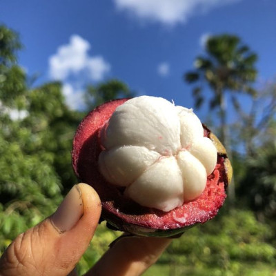 Mangosteen Exotic Fruit Plant