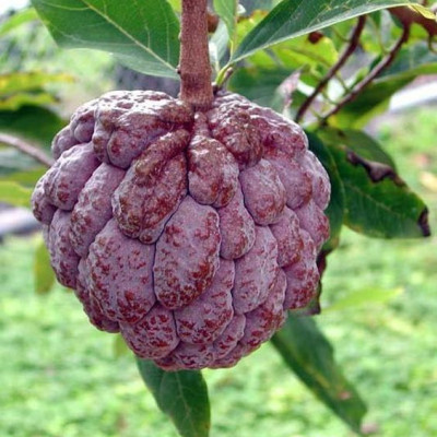 Custard Apple Red