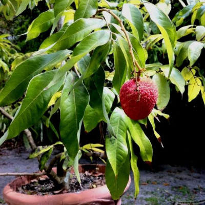 Chinese Litchi Plant