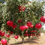 Bhagwa Pomegranate