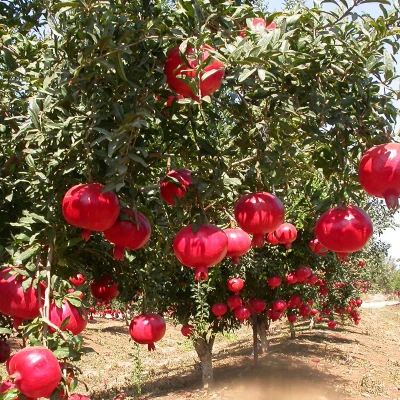 Bhagwa Pomegranate