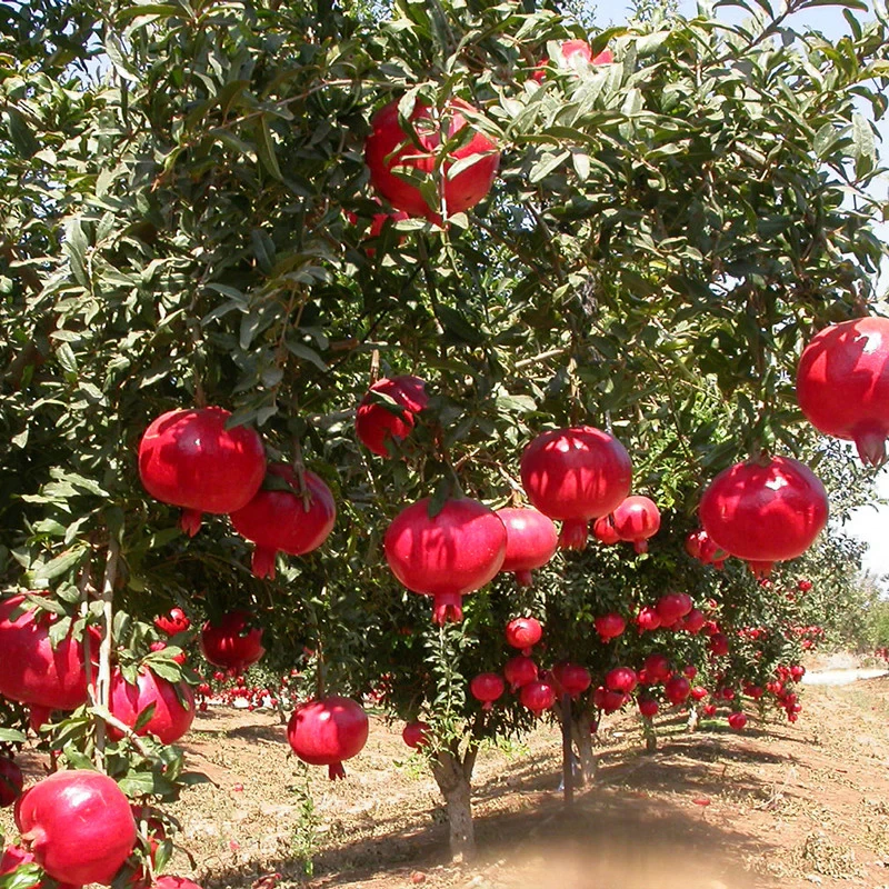 Bhagwa Pomegranate