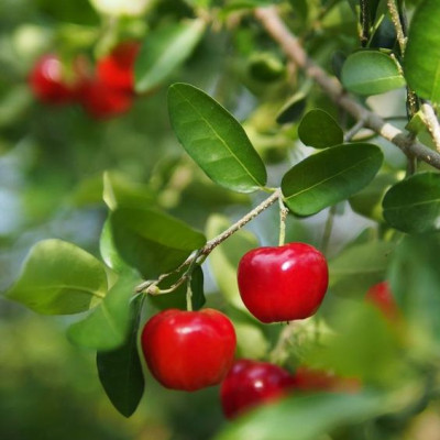 Barbados Cherry plant (West India Cherry)